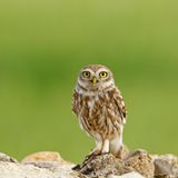 Für den Fortbestand der Art sind Steinkäuze (Athene noctua) auf alte Bäume mit Höhlen angewiesen. Perfekt dafür sind etwa Streuobstwiesen mit altem Baumbestand, die ohne Maschinen und Pestizide gepflegt werden. Doch von denen gibt es leider immer weniger