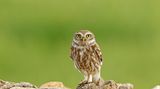 Für den Fortbestand der Art sind Steinkäuze (Athene noctua) auf alte Bäume mit Höhlen angewiesen. Perfekt dafür sind etwa Streuobstwiesen mit altem Baumbestand, die ohne Maschinen und Pestizide gepflegt werden. Doch von denen gibt es leider immer weniger