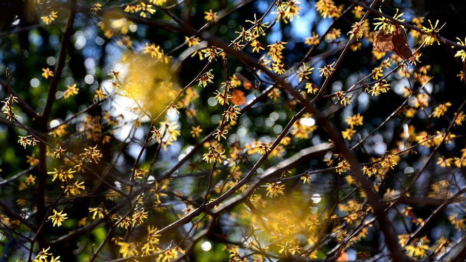 Winterblüher Zaubernuss Winterblüher Zaubernuss