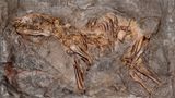 Die Grube Messel bei Darmstadt ist weltberühmt. Nicht wegen ihrer landschaftlichen Schönheit – sondern, weil Forschungsteams hier, in den Sedimenten eines ehemaligen Sees, zahllose spektakuläre Versteinerungen fanden, darunter auch das abgebildete Urpferdchen. Wegen seiner immensen Bedeutung für die Paläontologie wurde die Grube Messel sorgar zum Unesco-Weltnaturerbe ernannt.