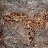 Die Grube Messel bei Darmstadt ist weltberühmt. Nicht wegen ihrer landschaftlichen Schönheit – sondern, weil Forschungsteams hier, in den Sedimenten eines ehemaligen Sees, zahllose spektakuläre Versteinerungen fanden, darunter auch das abgebildete Urpferdchen. Wegen seiner immensen Bedeutung für die Paläontologie wurde die Grube Messel sorgar zum Unesco-Weltnaturerbe ernannt.