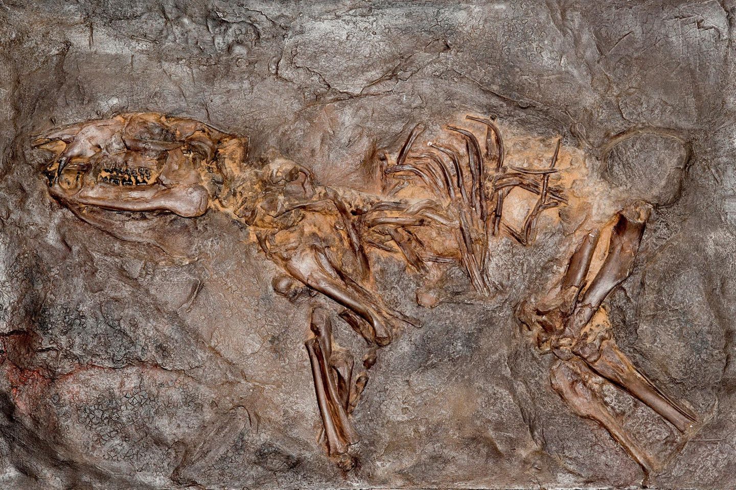 Grube Messel (Hessen) Die Grube Messel bei Darmstadt ist weltberühmt. Nicht wegen ihrer landschaftlichen Schönheit – sondern, weil Forschungsteams hier, in den Sedimenten eines ehemaligen Sees, zahllose spektakuläre Versteinerungen fanden, darunter auch das abgebildete Urpferdchen. Wegen seiner immensen Bedeutung für die Paläontologie wurde die Grube Messel sorgar zum Unesco-Weltnaturerbe ernannt.