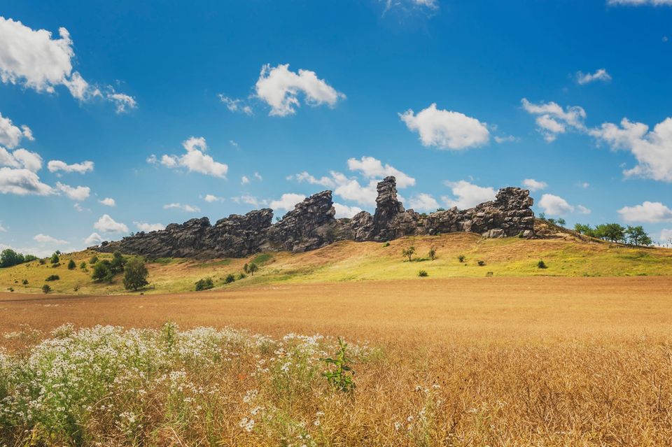 Urheber der Kalksteinmauer im nördlichen Vorland des Harzes ist nicht, wie der Name suggeriert, der Teufel. Sondern die Tektonik im Untergrund. Die imposanten Sandstein-Klippen, die scheinbar unvermittelt aus der Landschaft aufragen, haben ihren Ursprung in unterirdischen Prozessen, die die Millionen Jahre alten Gesteine an die Oberfläche gedrückt haben. Einige Abschnitte der 20 Kilometer langen Mauer, Königstein, Mittel- und Papensteine südlich und südwestlich von Weddersleben, stehen seit 1935 unter Naturschutz. Sie sind Teil des Unesco Geoparks Harz – Braunschweiger Land – Ostfalen.