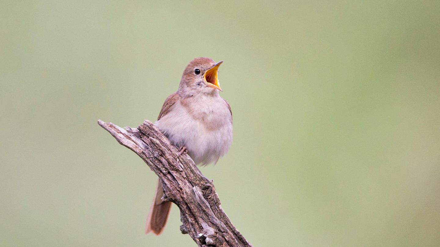 Natur verstehen: Warum die Nachtigall nachts singt Natur verstehen: Warum die Nachtigall nachts singt