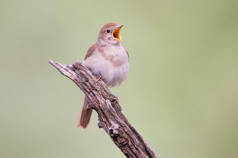 Natur verstehen: Warum die Nachtigall nachts singt