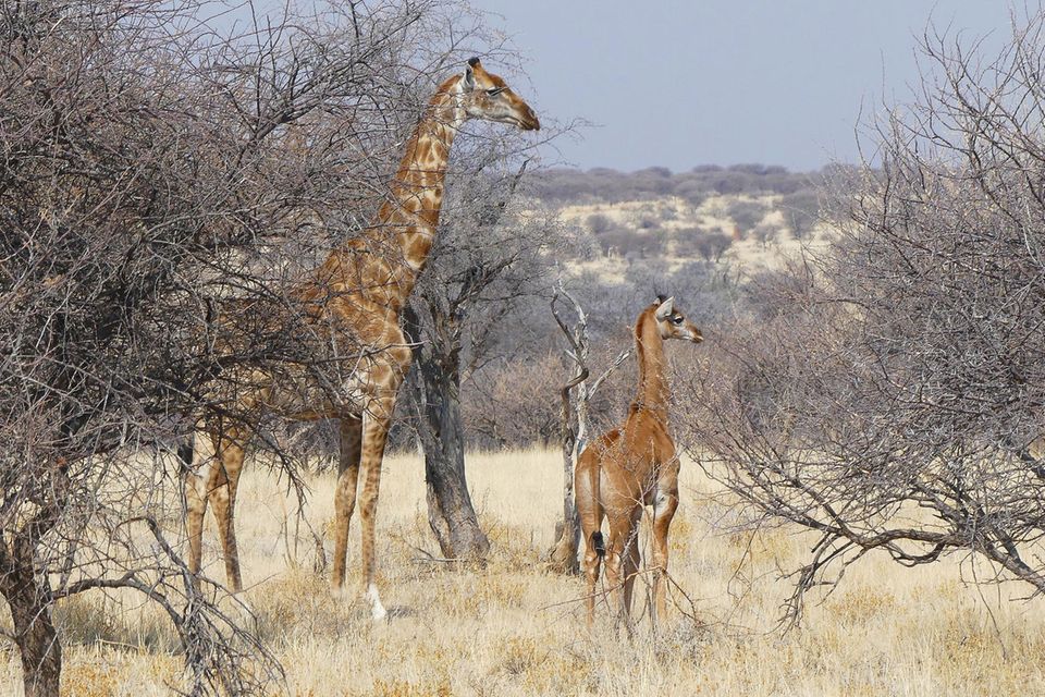Giraffenbaby ohne Flecken mit Muttertier