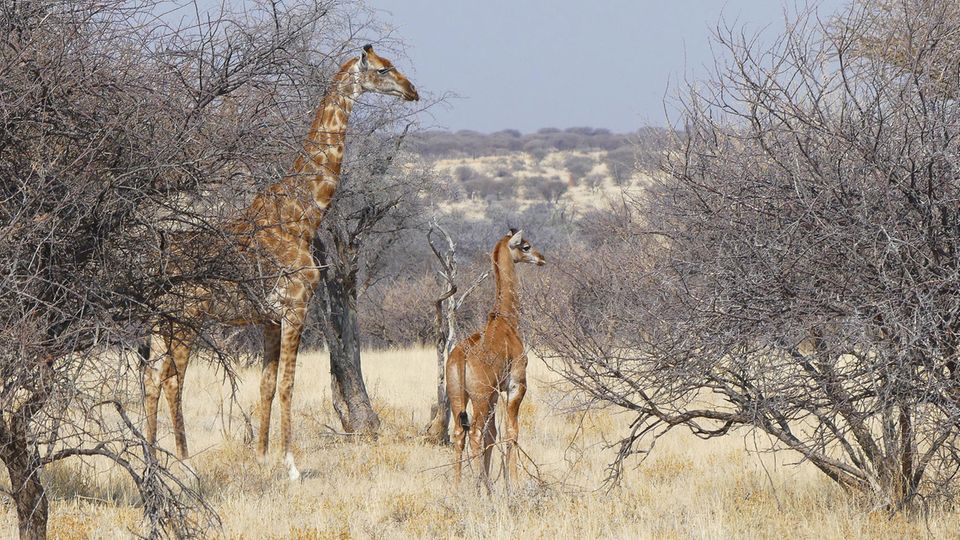 Giraffenbaby ohne Flecken mit Muttertier Giraffenbaby ohne Flecken mit Muttertier