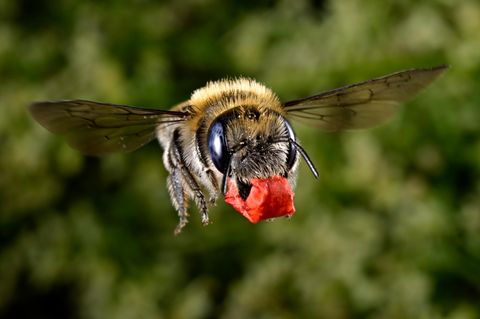 Für den Transport hat die Wildbiene die Blütenfetzen säuberlich zu einem Paket verknüllt. Mohn ist bei ihr als Wandschmuck gefragt. Pollen und Nektar der Kornblume stehen als Nahrungsvorrat für die Larven hoch im Kurs
