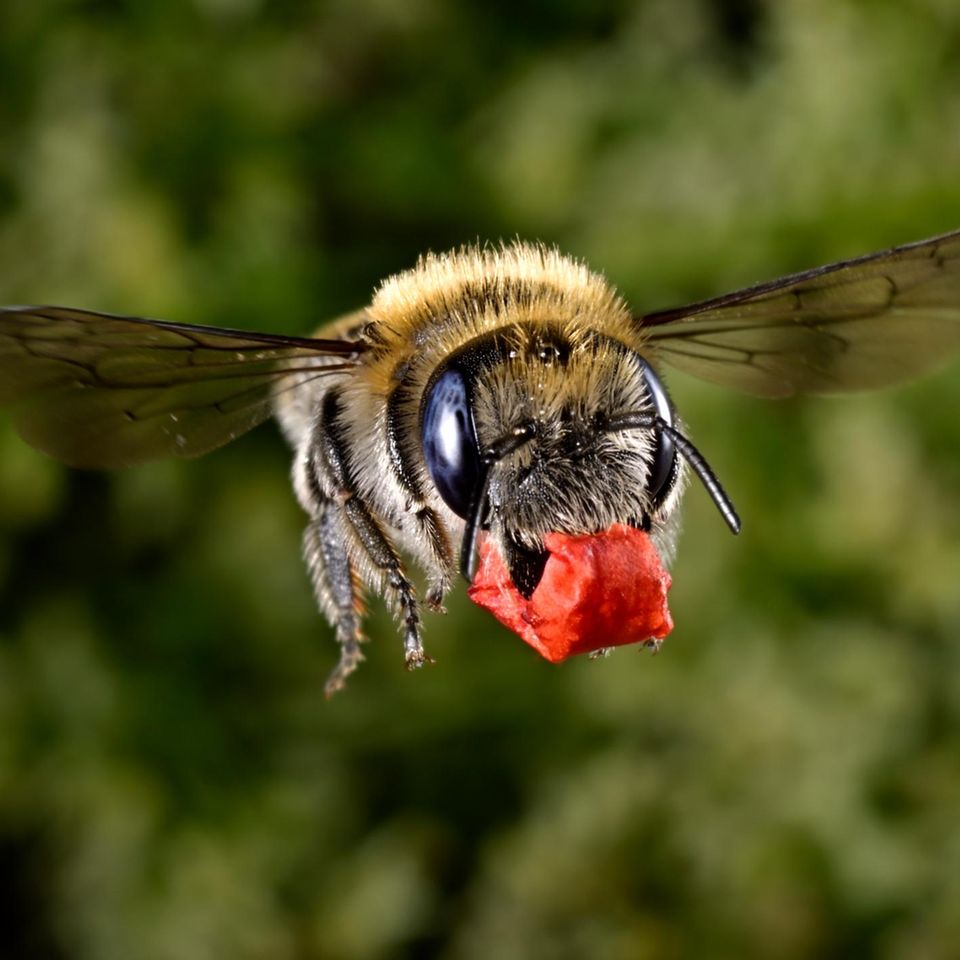 Für den Transport hat die Wildbiene die Blütenfetzen säuberlich zu einem Paket verknüllt. Mohn ist bei ihr als Wandschmuck gefragt. Pollen und Nektar der Kornblume stehen als Nahrungsvorrat für die Larven hoch im Kurs