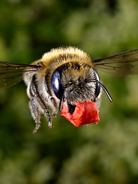 Für den Transport hat die Wildbiene die Blütenfetzen säuberlich zu einem Paket verknüllt. Mohn ist bei ihr als Wandschmuck gefragt. Pollen und Nektar der Kornblume stehen als Nahrungsvorrat für die Larven hoch im Kurs