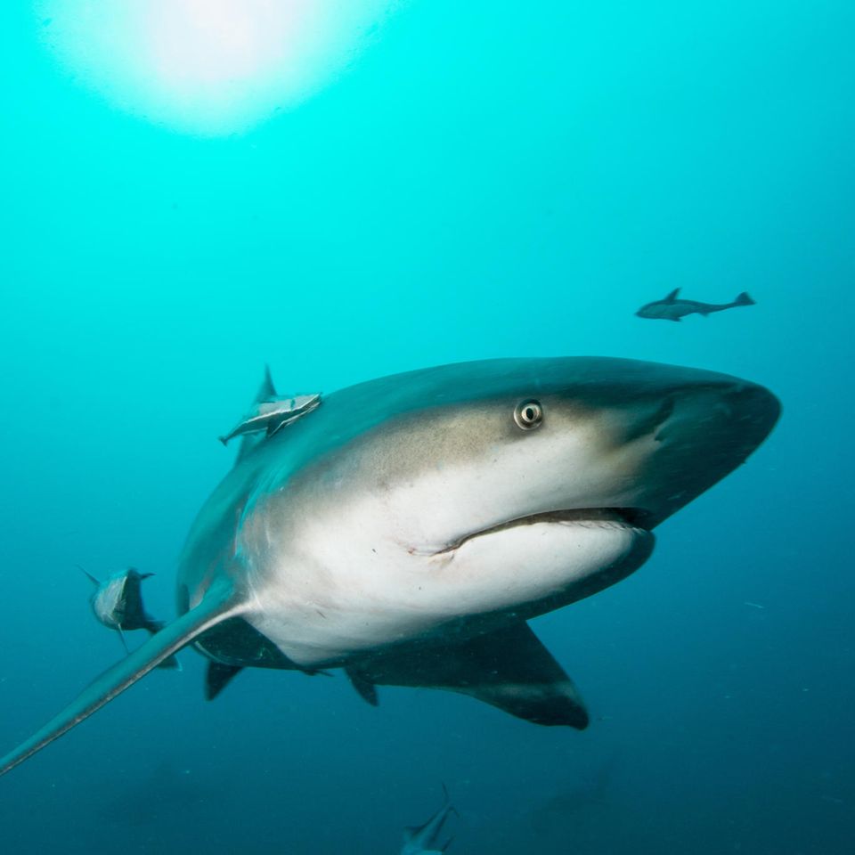 Der Bullenhai lebt in wärmeren Küstengebieten vor Afrika, Australien, Asien und Amerika. Er bevorzugt das flache Wasser in Ufernähe und im Mündungsgebiet von Flüssen - und dringt in Flüssen mitunter bis weit ins Landesinnere vor