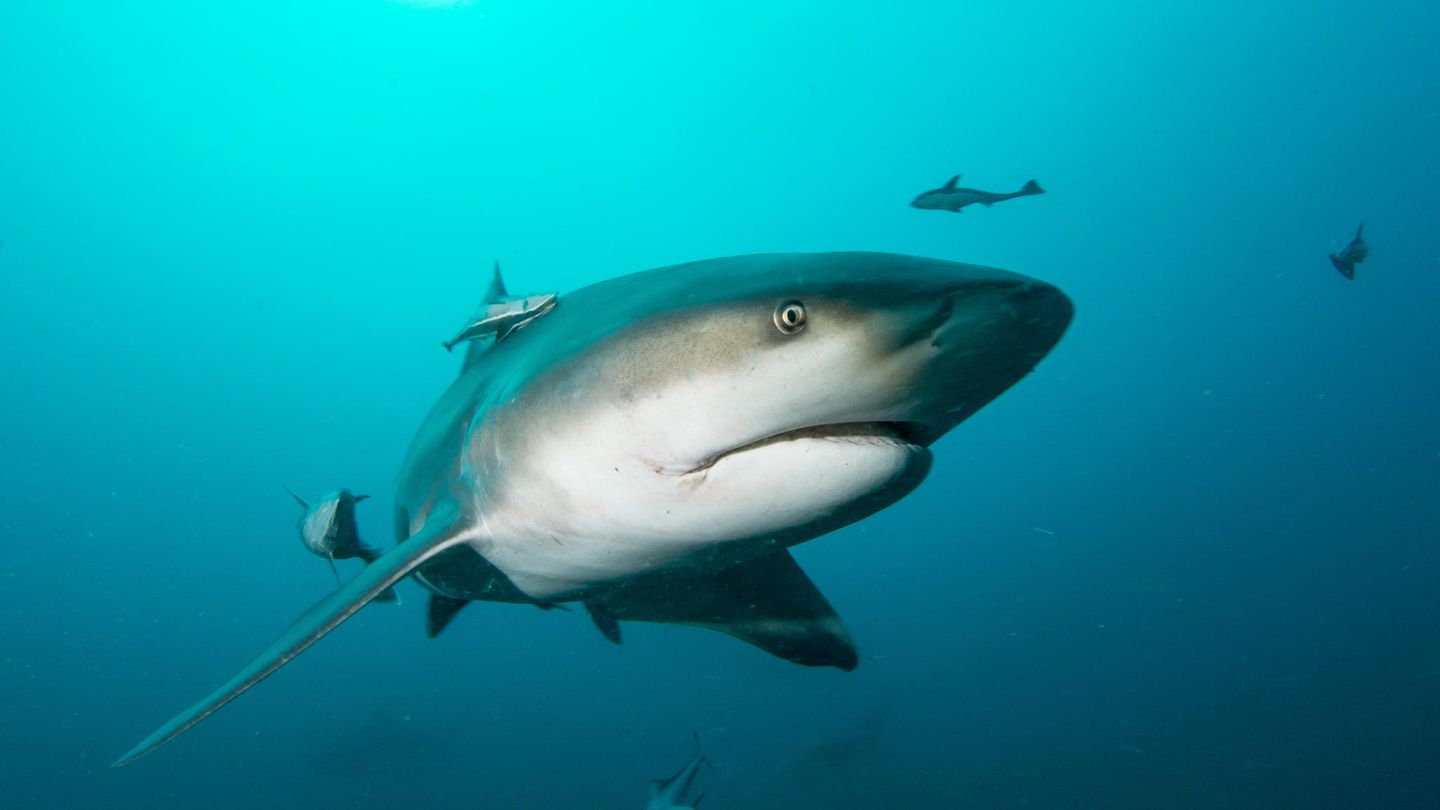 Der Bullenhai lebt in wärmeren Küstengebieten vor Afrika, Australien, Asien und Amerika. Er bevorzugt das flache Wasser in Ufernähe und im Mündungsgebiet von Flüssen - und dringt in Flüssen mitunter bis weit ins Landesinnere vor