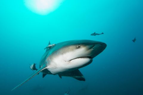 Der Bullenhai lebt in wärmeren Küstengebieten vor Afrika, Australien, Asien und Amerika. Er bevorzugt das flache Wasser in Ufernähe und im Mündungsgebiet von Flüssen - und dringt in Flüssen mitunter bis weit ins Landesinnere vor