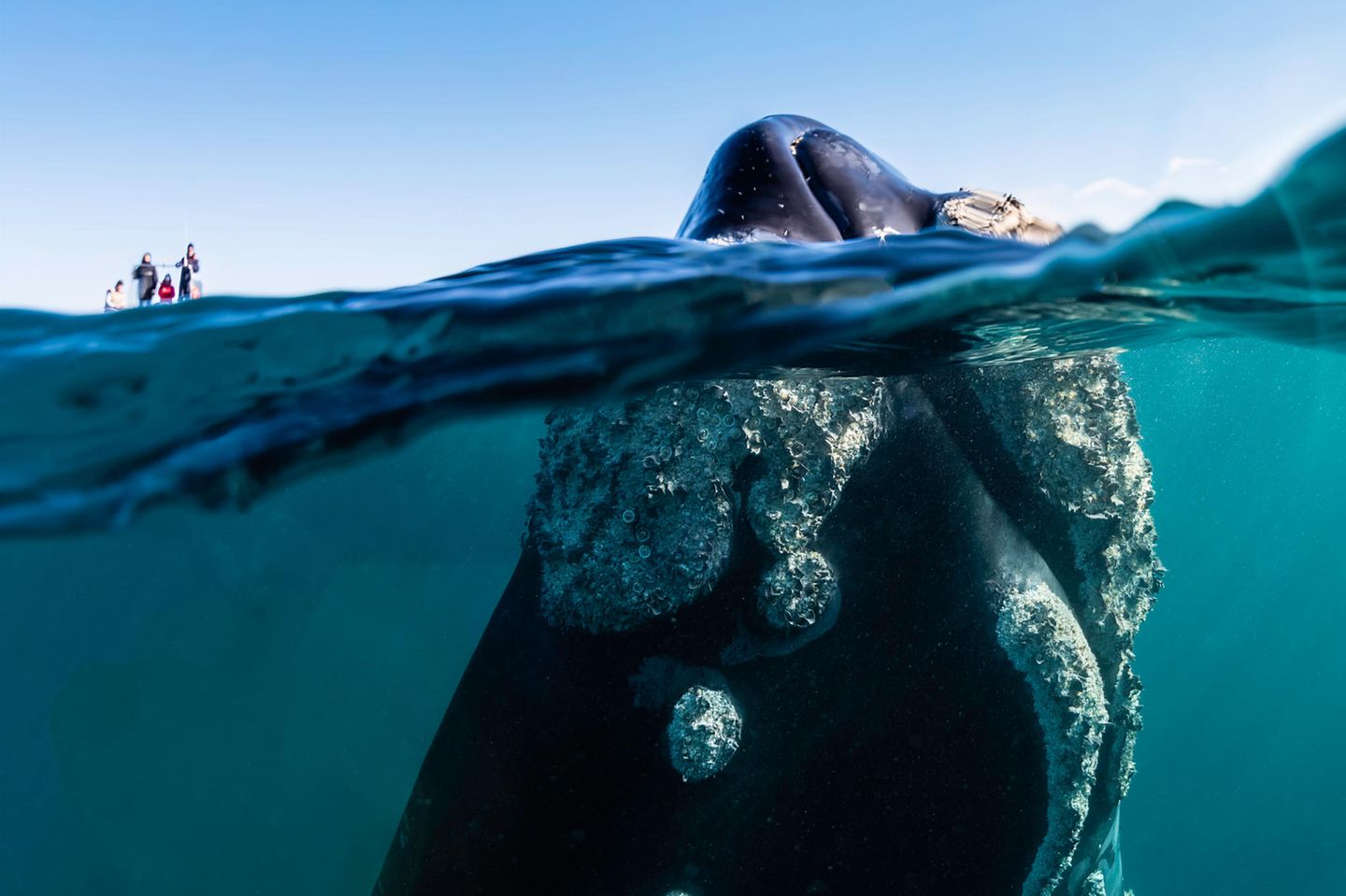 Lärmverschmutzung im Ozean: Neugierige Touristen stören diesen Bartenwal kaum - wenn sie aber den Außenborder eines Motorboots starten, kann das dessen Kommunikation erheblich beeinträchtigen