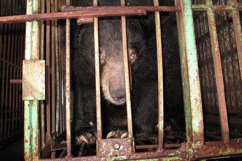 Gefangen: Ein asiatischer Schwarzbär in einem engen Metallkäfig auf einer Bärengallefarm. Foto: Animals Asia/dpa