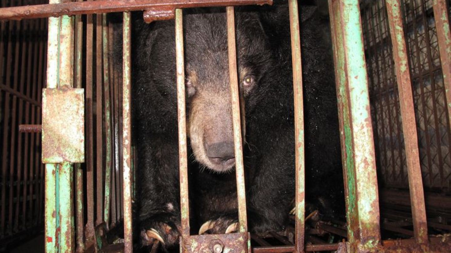 Gefangen: Ein asiatischer Schwarzbär in einem engen Metallkäfig auf einer Bärengallefarm. Foto: Animals Asia/dpa