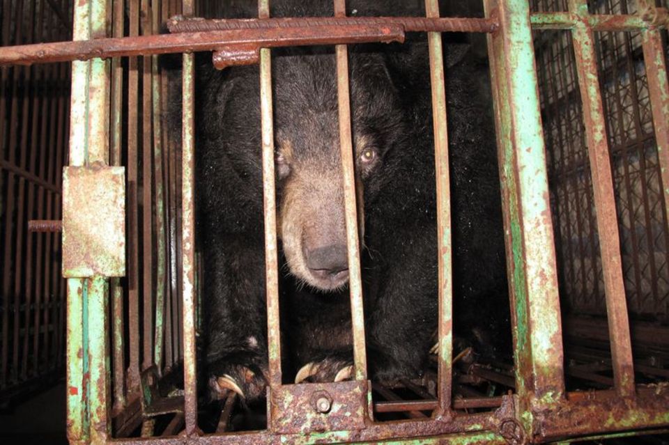 Gefangen: Ein asiatischer Schwarzbär in einem engen Metallkäfig auf einer Bärengallefarm. Foto: Animals Asia/dpa