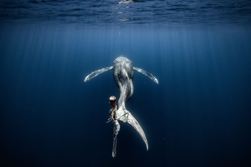 Ocean Photographer Of The Year Die Besten Unterwasserbilder Des Jahres