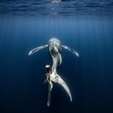 Den dritten Platz belegt Alvaro Lopez. Der Fotograf begegnete im Golf von Mexiko einem Wal mit einer durch Meeresmüll schwer verletzten Schwanzflosse. Wie lange wird das Tier überleben?