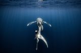 Den dritten Platz belegt Alvaro Lopez. Der Fotograf begegnete im Golf von Mexiko einem Wal mit einer durch Meeresmüll schwer verletzten Schwanzflosse. Wie lange wird das Tier überleben?