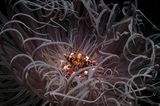 Der zweite Platz geht an den Fotografen Andrei Savin: Sein ebenso fremdartig wie schön anmutendes Foto aus der Unterwasserwelt der Philippinen zeigt eine Krabbe in einer Anemone, deren Tentakeln in der Strömung tanzen