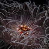 Der zweite Platz geht an den Fotografen Andrei Savin: Sein ebenso fremdartig wie schön anmutendes Foto aus der Unterwasserwelt der Philippinen zeigt eine Krabbe in einer Anemone, deren Tentakeln in der Strömung tanzen