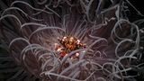Der zweite Platz geht an den Fotografen Andrei Savin: Sein ebenso fremdartig wie schön anmutendes Foto aus der Unterwasserwelt der Philippinen zeigt eine Krabbe in einer Anemone, deren Tentakeln in der Strömung tanzen