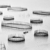 Erster Platz in der Kategorie "Menschen und der Planet Ozean": Jingyi Wang fotografierte diese traditionellen Fischfang-Anlagen in China