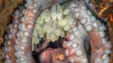 West Palm Beach, Florida: Fast voll entwickelt wirken die kleinen Kraken in den Eiern dieses weiblichen Karibischen Riffkraken. Die Fotografin Kat Zhou gewinnt mit ihrem Bild in der Kategorie "Portfolio" den dritten Platz