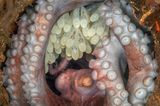 West Palm Beach, Florida: Fast voll entwickelt wirken die kleinen Kraken in den Eiern dieses weiblichen Karibischen Riffkraken. Die Fotografin Kat Zhou gewinnt mit ihrem Bild in der Kategorie "Portfolio" den dritten Platz