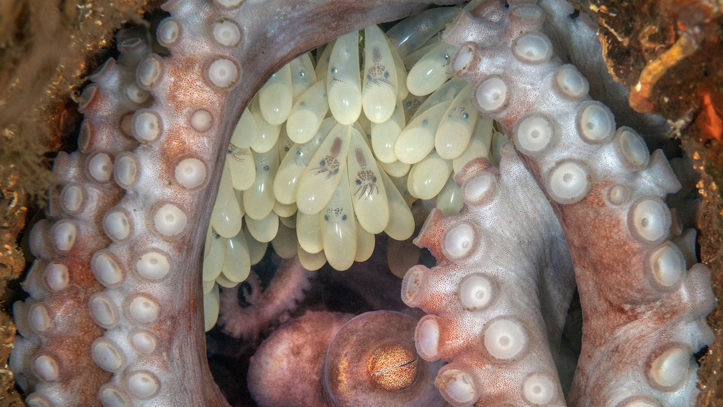 West Palm Beach, Florida: Fast voll entwickelt wirken die kleinen Kraken in den Eiern dieses weiblichen Karibischen Riffkraken. Die Fotografin Kat Zhou gewinnt mit ihrem Bild in der Kategorie "Portfolio" den dritten Platz
