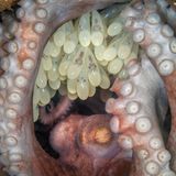 West Palm Beach, Florida: Fast voll entwickelt wirken die kleinen Kraken in den Eiern dieses weiblichen Karibischen Riffkraken. Die Fotografin Kat Zhou gewinnt mit ihrem Bild in der Kategorie "Portfolio" den dritten Platz