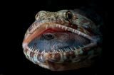 Kein Trick: Fotograf Jack Pokoj erwischte auf den Philippinen mit seiner Kamera einen räuberischen Eidechsenfisch. Der fast ebenso große Beutefisch in seinem Maul wirkt, als schlafe er nur