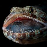 Kein Trick: Fotograf Jack Pokoj erwischte auf den Philippinen mit seiner Kamera einen räuberischen Eidechsenfisch. Der fast ebenso große Beutefisch in seinem Maul wirkt, als schlafe er nur