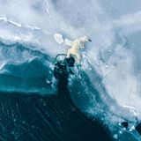 Ein Symbolbild für den Zustand der Welt: Fotograf Florian Ledoux gelang auf Spitzbergen diese Aufnahme eines jungen Eisbären, der in dünnes Eis eingebrochen ist
