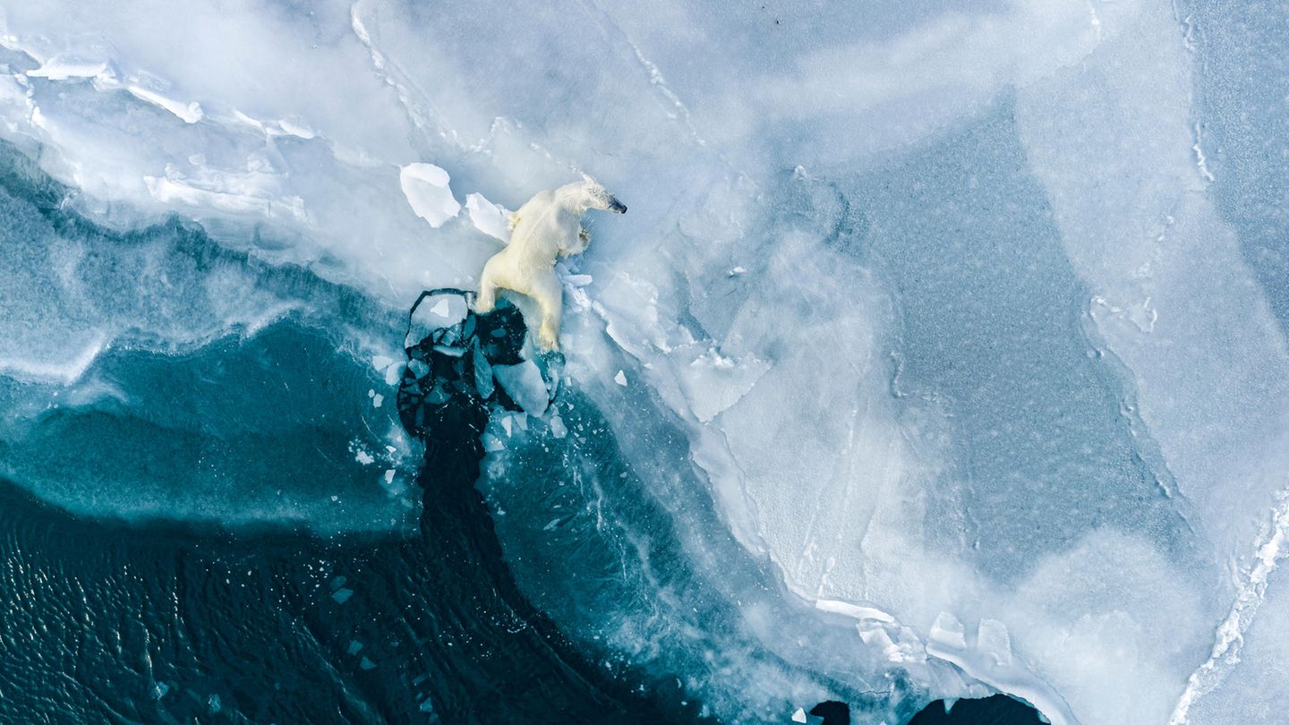 Ein Symbolbild für den Zustand der Welt: Fotograf Florian Ledoux gelang auf Spitzbergen diese Aufnahme eines jungen Eisbären, der in dünnes Eis eingebrochen ist