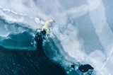 Ein Symbolbild für den Zustand der Welt: Fotograf Florian Ledoux gelang auf Spitzbergen diese Aufnahme eines jungen Eisbären, der in dünnes Eis eingebrochen ist