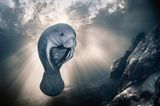 Eine Rundschwanzseekuh, auch Manati genannt, schwamm der Fotografin Sylvie Ayer im glasklaren Wasser des Homosassa-Flusses (Florida, USA) vor die Linse