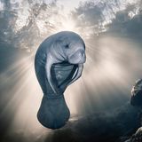 Eine Rundschwanzseekuh, auch Manati genannt, schwamm der Fotografin Sylvie Ayer im glasklaren Wasser des Homosassa-Flusses (Florida, USA) vor die Linse