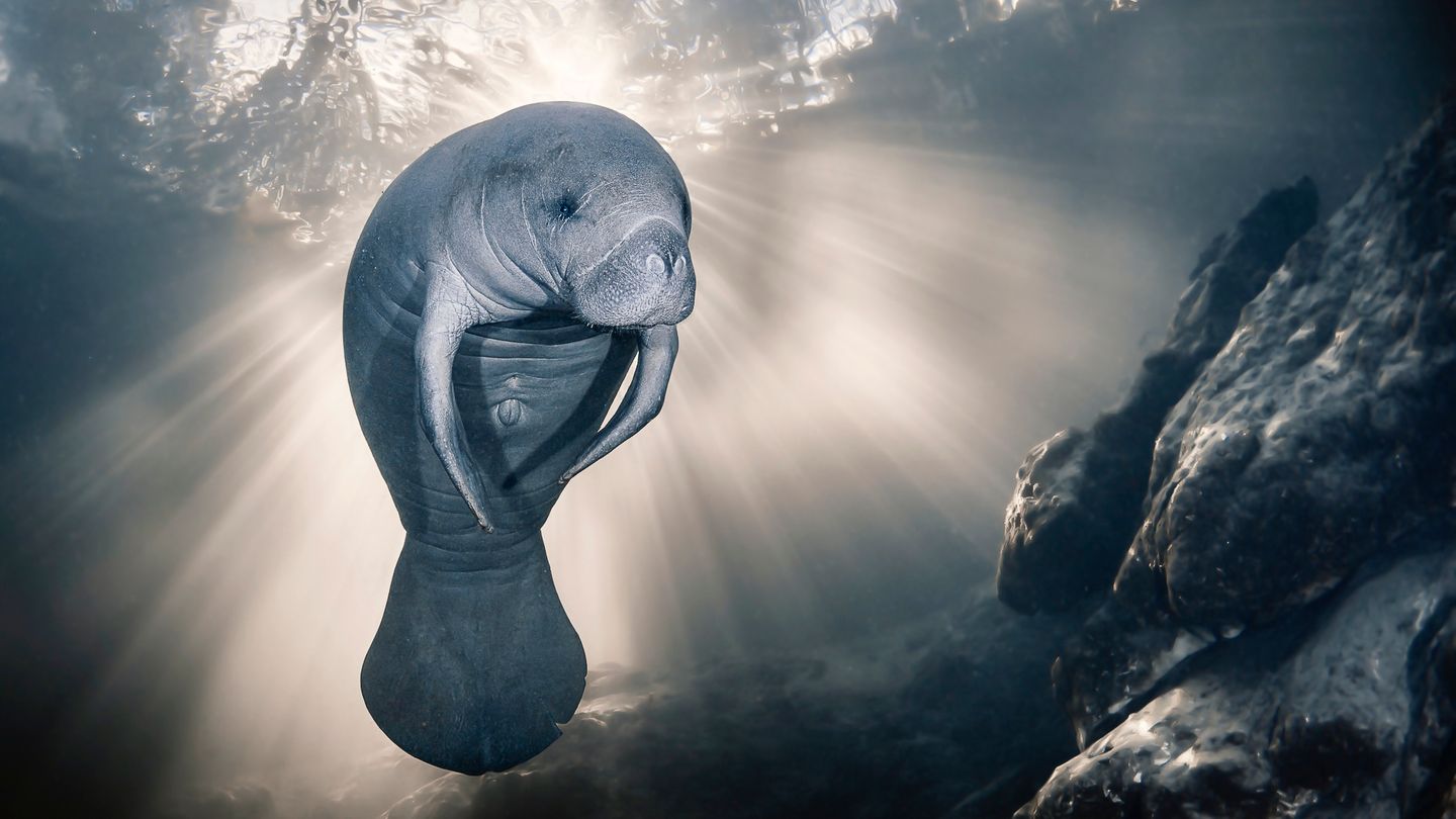 Eine Rundschwanzseekuh, auch Manati genannt, schwamm der Fotografin Sylvie Ayer im glasklaren Wasser des Homosassa-Flusses (Florida, USA) vor die Linse