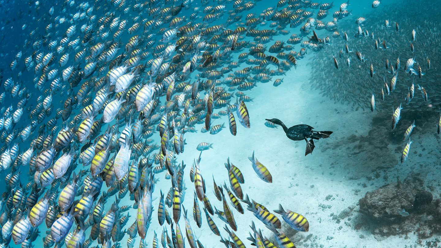 Für ihr Portfolio ausgezeichnet wurde die Fotografin Merche Llobera. Dieses Bild daraus zeigt einen Kormoran im Golf von Mexiko bei der Unterwasserjagd