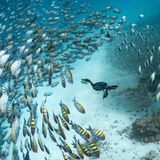 Für ihr Portfolio ausgezeichnet wurde die Fotografin Merche Llobera. Dieses Bild daraus zeigt einen Kormoran im Golf von Mexiko bei der Unterwasserjagd