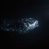 Malediven: Ein Walhai und seine Entourage aus Schiffshaltern wird vom Licht einiger Fischerboote angezogen. In der Kategorie Ocean Fine Art Photographer of the Year gewinnt Jade Hoksbergen damit den ersten Preis