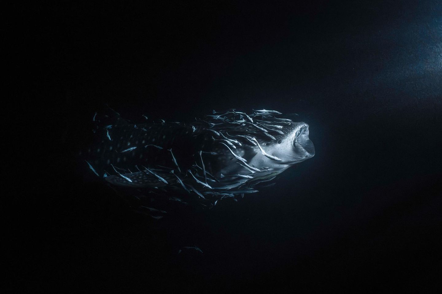 Malediven: Ein Walhai und seine Entourage aus Schiffshaltern wird vom Licht einiger Fischerboote angezogen. In der Kategorie Ocean Fine Art Photographer of the Year gewinnt Jade Hoksbergen damit den ersten Preis