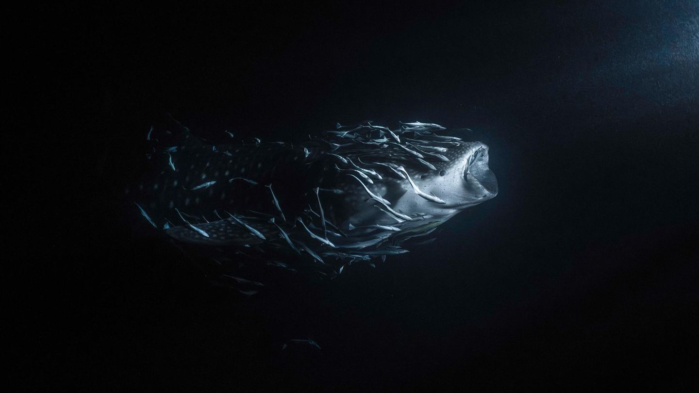 Malediven: Ein Walhai und seine Entourage aus Schiffshaltern wird vom Licht einiger Fischerboote angezogen. In der Kategorie Ocean Fine Art Photographer of the Year gewinnt Jade Hoksbergen damit den ersten Preis