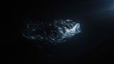Malediven: Ein Walhai und seine Entourage aus Schiffshaltern wird vom Licht einiger Fischerboote angezogen. In der Kategorie Ocean Fine Art Photographer of the Year gewinnt Jade Hoksbergen damit den ersten Preis