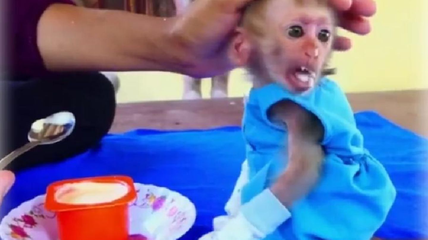 Gut gemeint oder grausam? Die Vermenschlichung von jungen Makaken – zu sehen in zahllosen Videos in den sozialen Netzwerken – ist meist mit Tierleid verbunden
