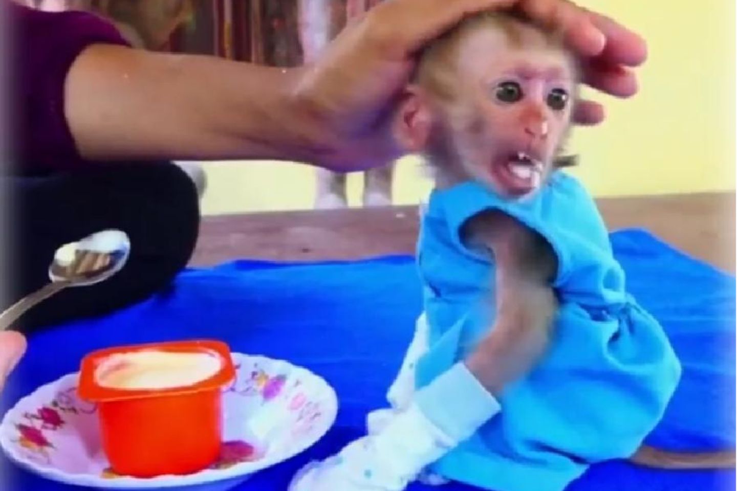 Gut gemeint oder grausam? Die Vermenschlichung von jungen Makaken – zu sehen in zahllosen Videos in den sozialen Netzwerken – ist meist mit Tierleid verbunden