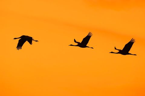 Kraniche fliegen vor orangefarbenem Himmel