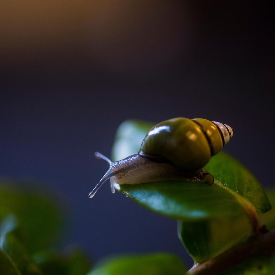 Allein auf der Vulkaninsel Oahu leben Baumschnecken der Gattung Achatinella (hier.: Achatinella sowerbyana). Alle Arten gelten als gefährdet, von vielen existieren nur noch wenige Exemplare